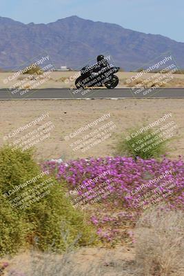 media/Mar-12-2023-SoCal Trackdays (Sun) [[d4c8249724]]/Turn 15 Inside Bloom (130pm)/